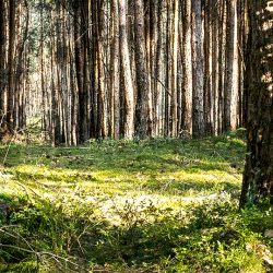 Knutsch den Baum im Doppelpack- Waldbaden Eltern & Kind – 12.04.2025