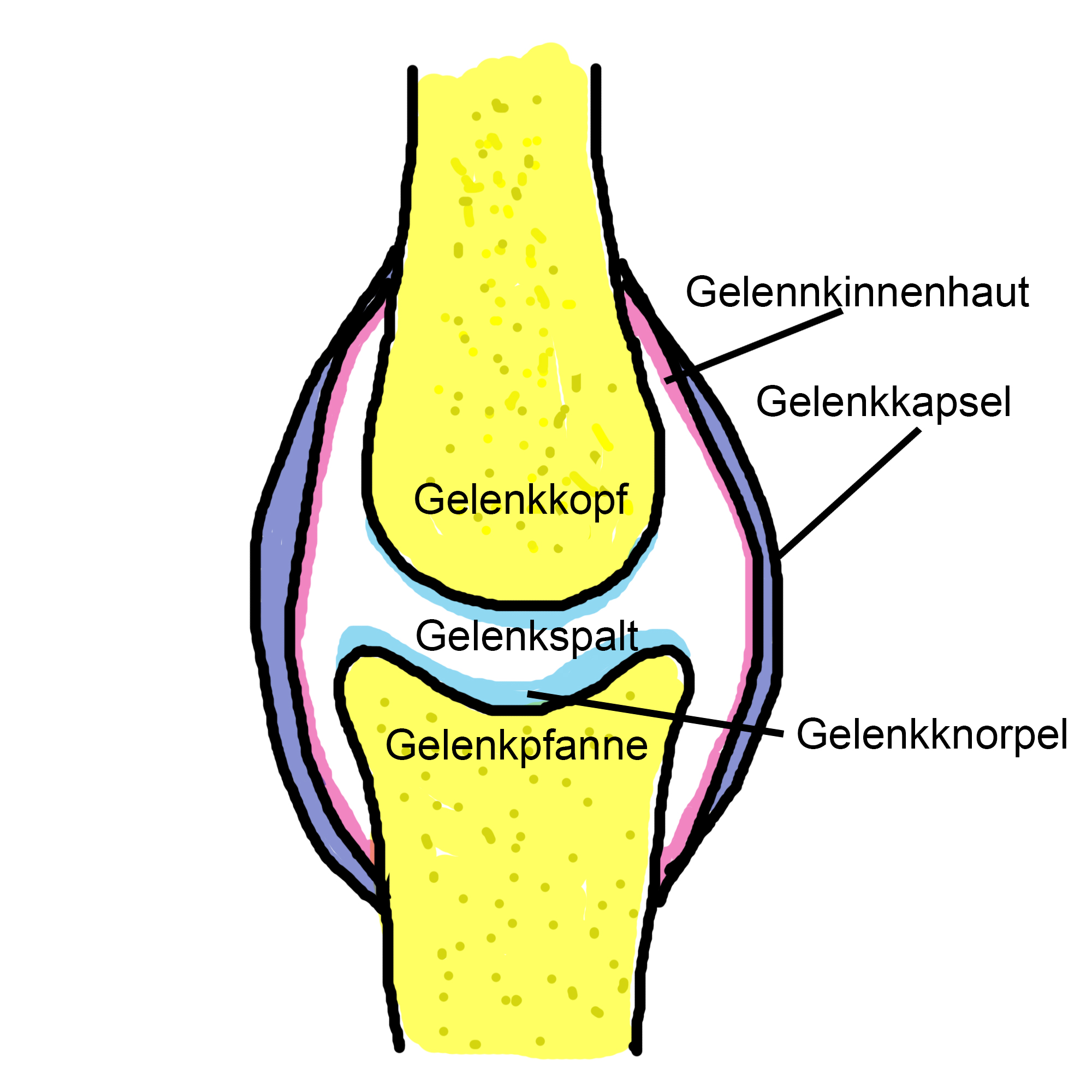 Schematischer Aufbau eines Gelenkes by DUitnow